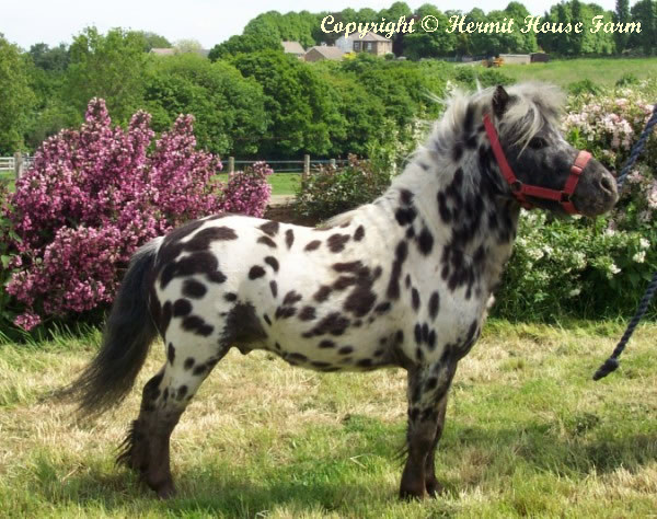 byd back huckleberry